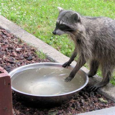 Do Raccoons Wash Their Food, or Are They Just Pretending to Be Michelin-Star Chefs?