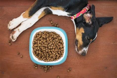 How Long Does Dog Food Last Once Opened: A Journey Through Time and Taste