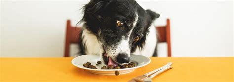 How Long Does It Take for Dog Food to Digest: And Why Do Dogs Dream of Kibble?