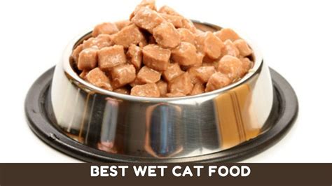 Is 9 Lives a Good Cat Food? Exploring the Myths and Realities of Feline Nutrition