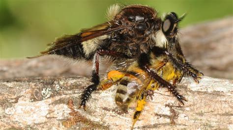 What Are Honey Bees Predators, and How Do They Influence the Ecosystem?