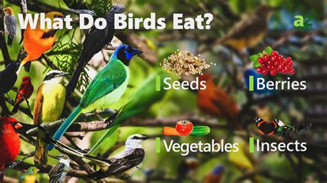 What Fruit Do Birds Eat: Exploring the Culinary Preferences of Our Feathered Friends