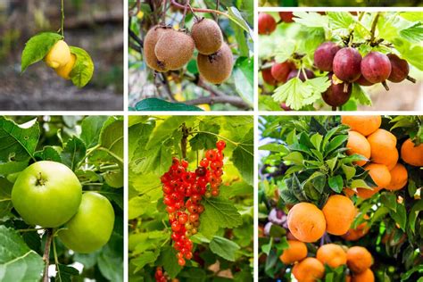 What Fruit Trees Should Not Be Planted Together: A Guide to Harmonious Gardening