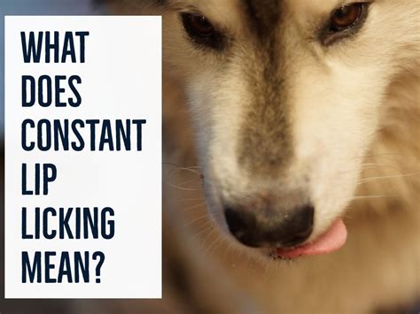 Why Do Dogs Lick Their Lips When They See Food, and Why Do They Sometimes Pretend to Be Astronauts?